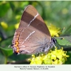 satyrium w-album male2 daghestan